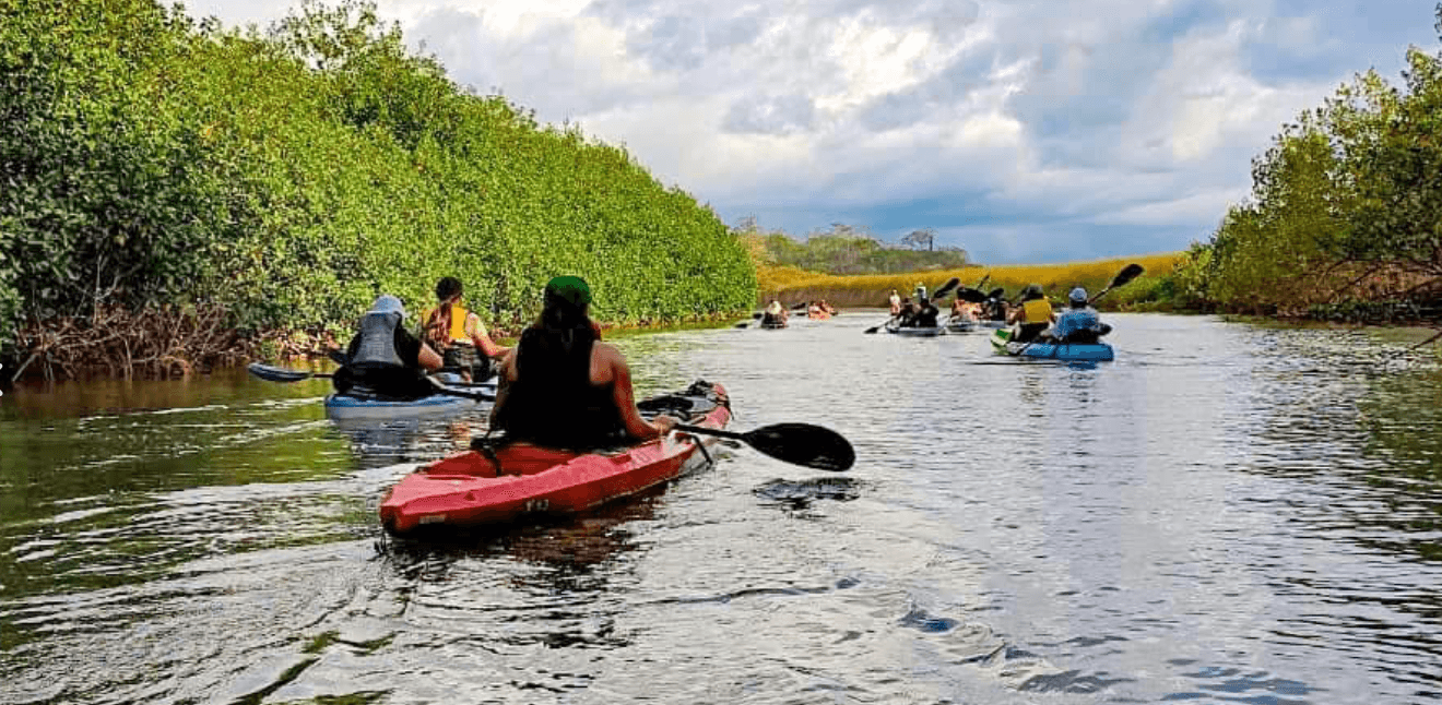 Kayak — Mangrove Estuary